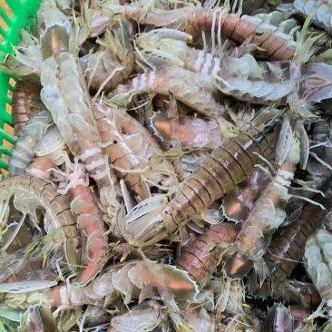 皮皮虾虾姑硬壳