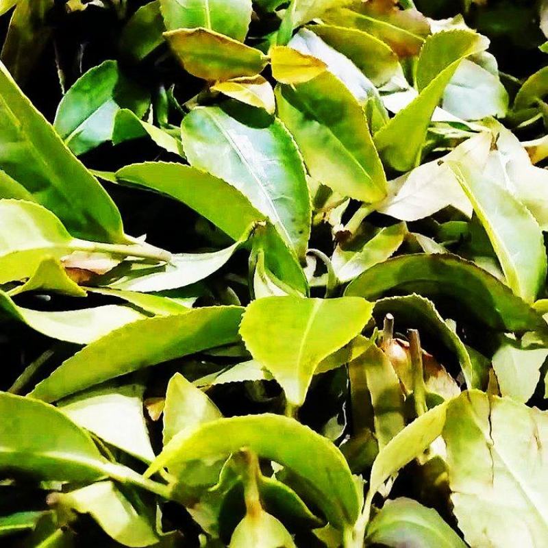 茶园红茶荒野金牡丹茶叶香茶配方茶奶茶原料散茶