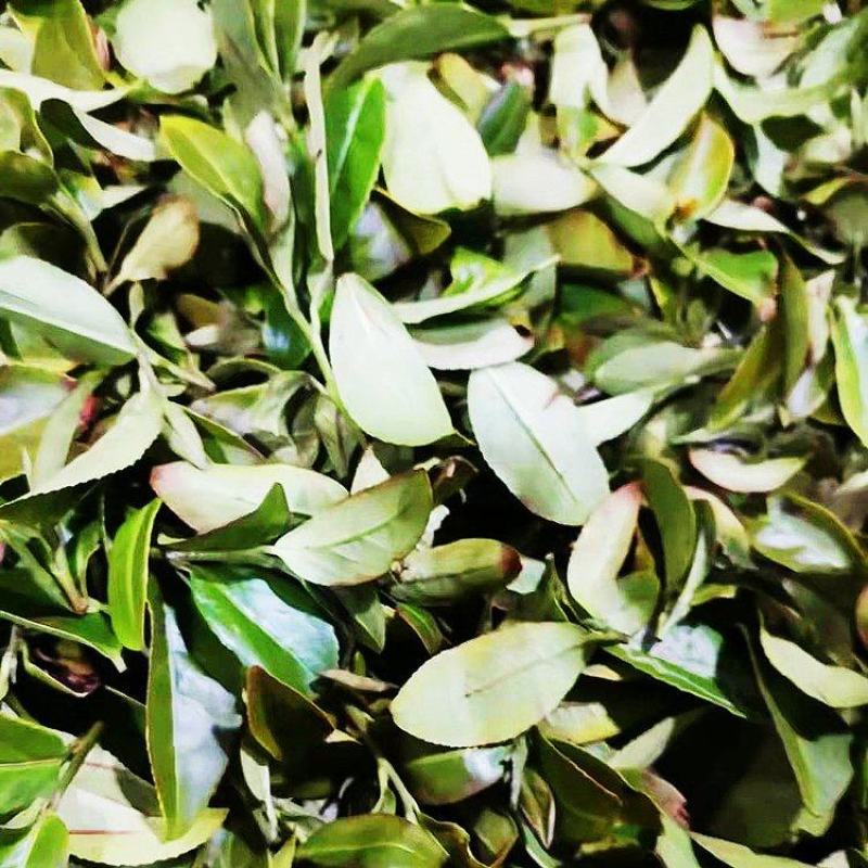茶园红茶荒野金牡丹茶叶香茶配方茶奶茶原料散茶