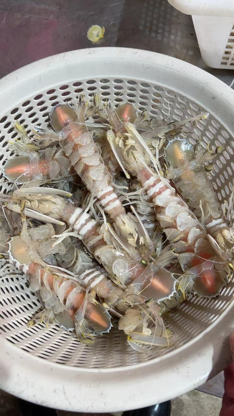 皮皮虾虾姑硬壳