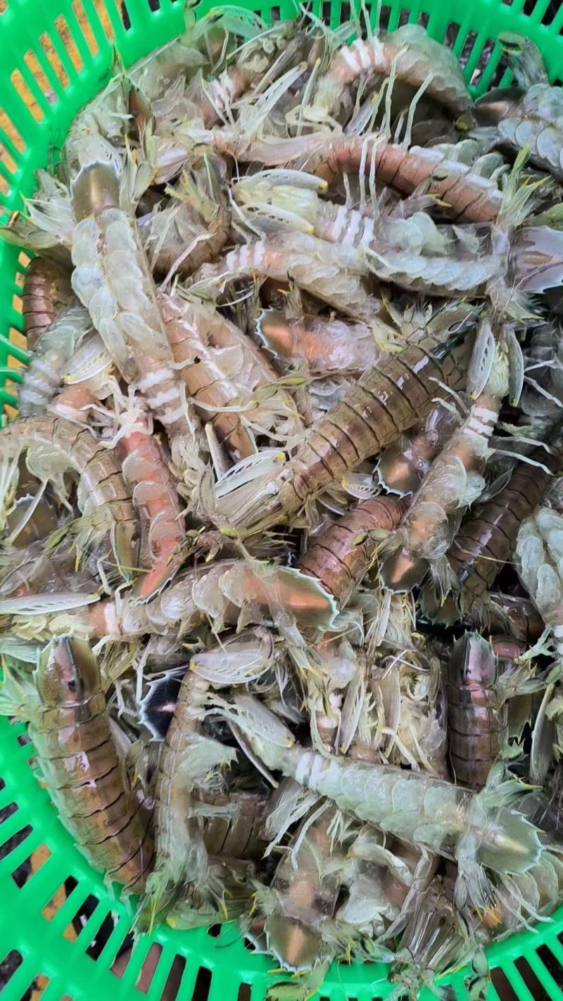 皮皮虾虾姑硬壳