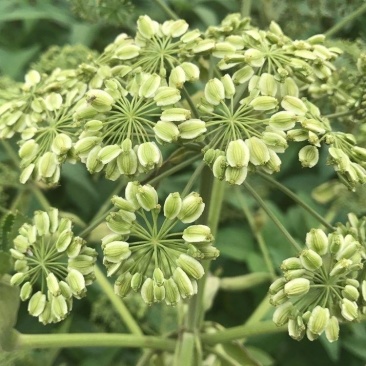优质川白芷种子，发芽率高，品质保障诚信经营量大从优