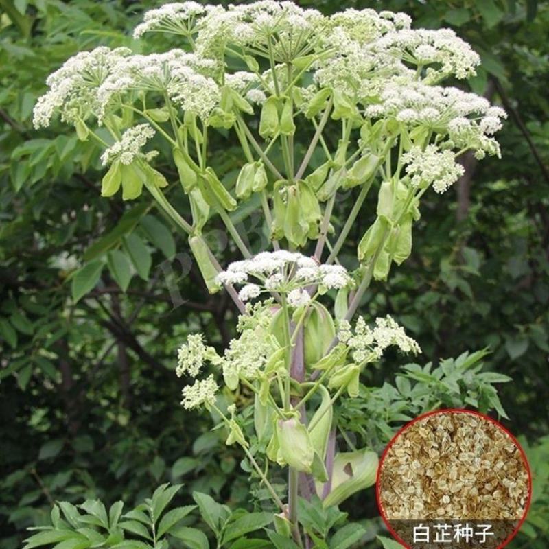 优质川白芷种子，发芽率高，品质保障诚信经营量大从优