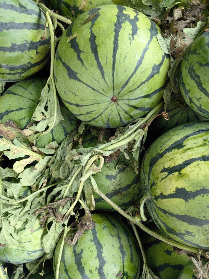 红蜜西瓜个大皮儿薄，肉色红亮，甜度13