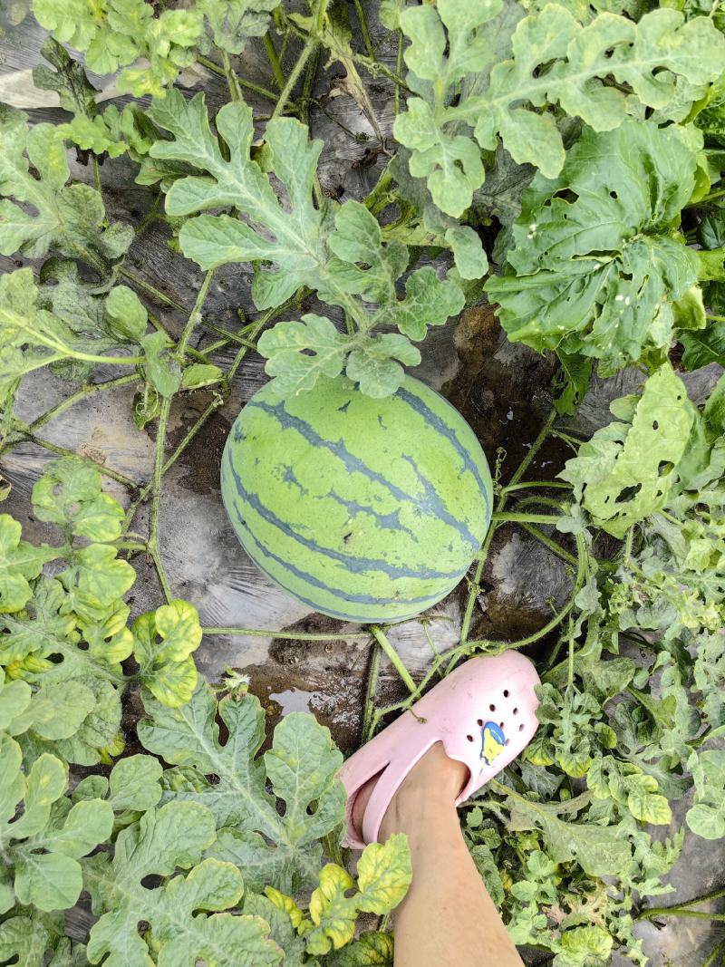 红蜜西瓜个大皮儿薄，肉色红亮，甜度13