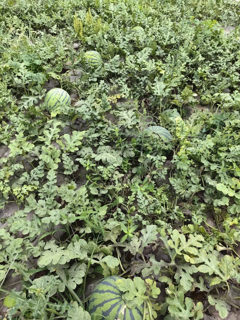 红蜜西瓜个大皮儿薄，肉色红亮，甜度13