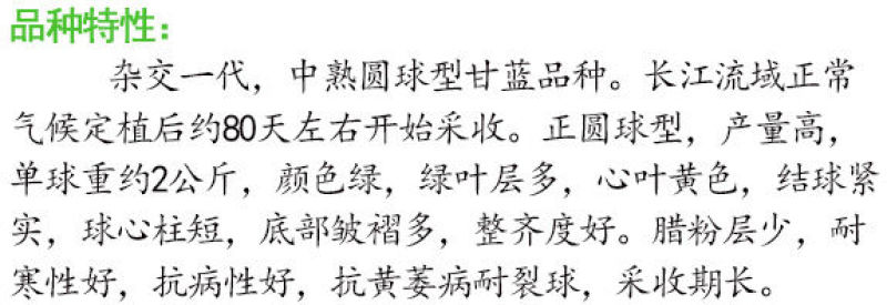 冬春王子耐寒甘蓝种子露地越冬圆球耐冻耐裂抗病甘蓝包菜种子