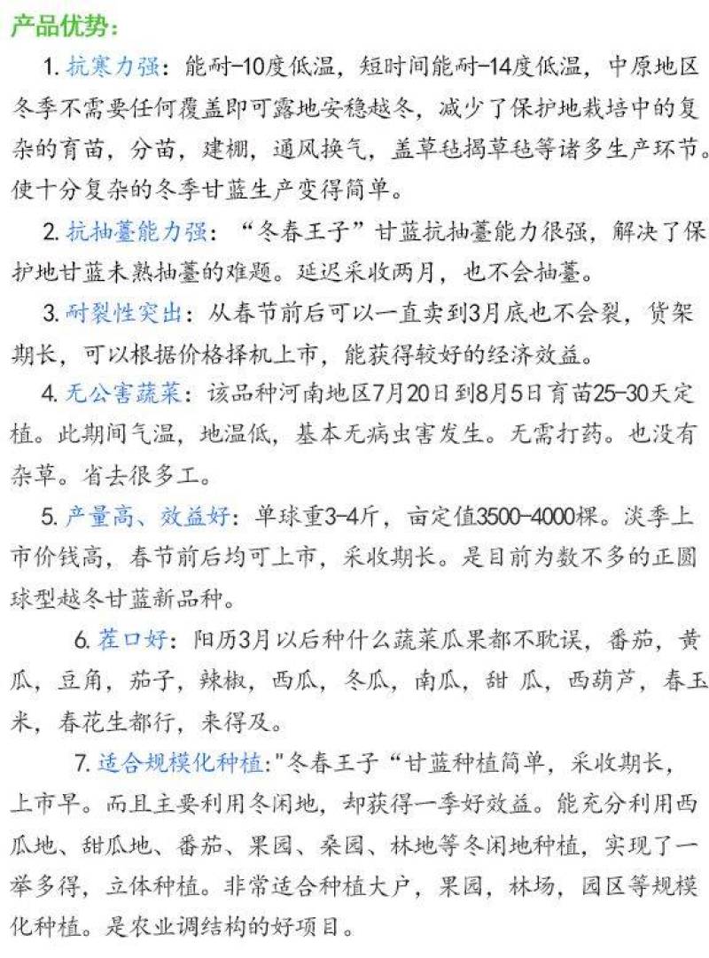 冬春王子耐寒甘蓝种子露地越冬圆球耐冻耐裂抗病甘蓝包菜种子