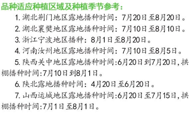 冬春王子耐寒甘蓝种子露地越冬圆球耐冻耐裂抗病甘蓝包菜种子