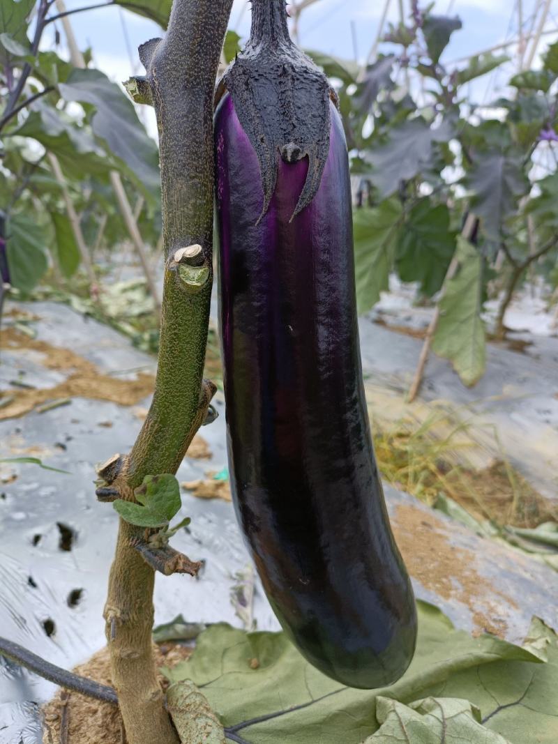 烧烤茄
