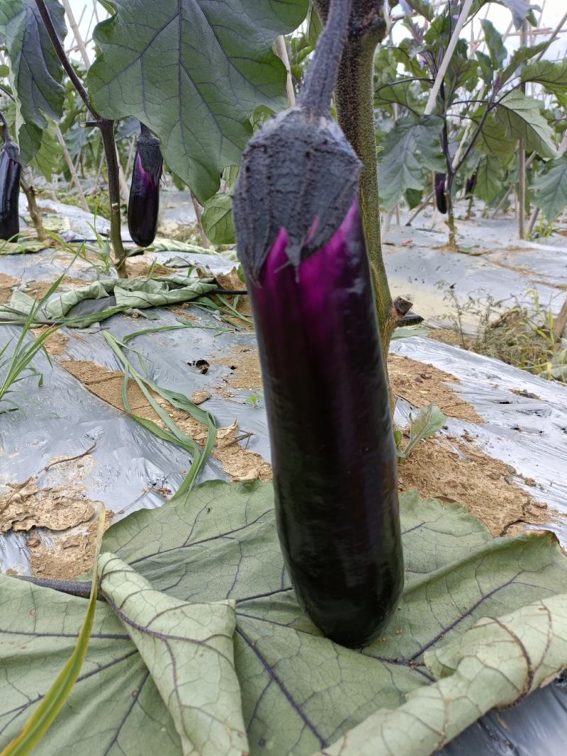 烧烤茄