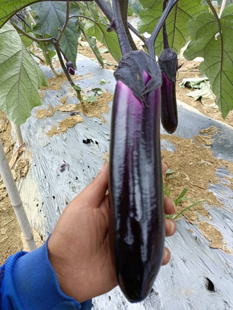 烧烤茄