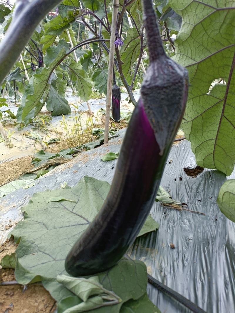 烧烤茄