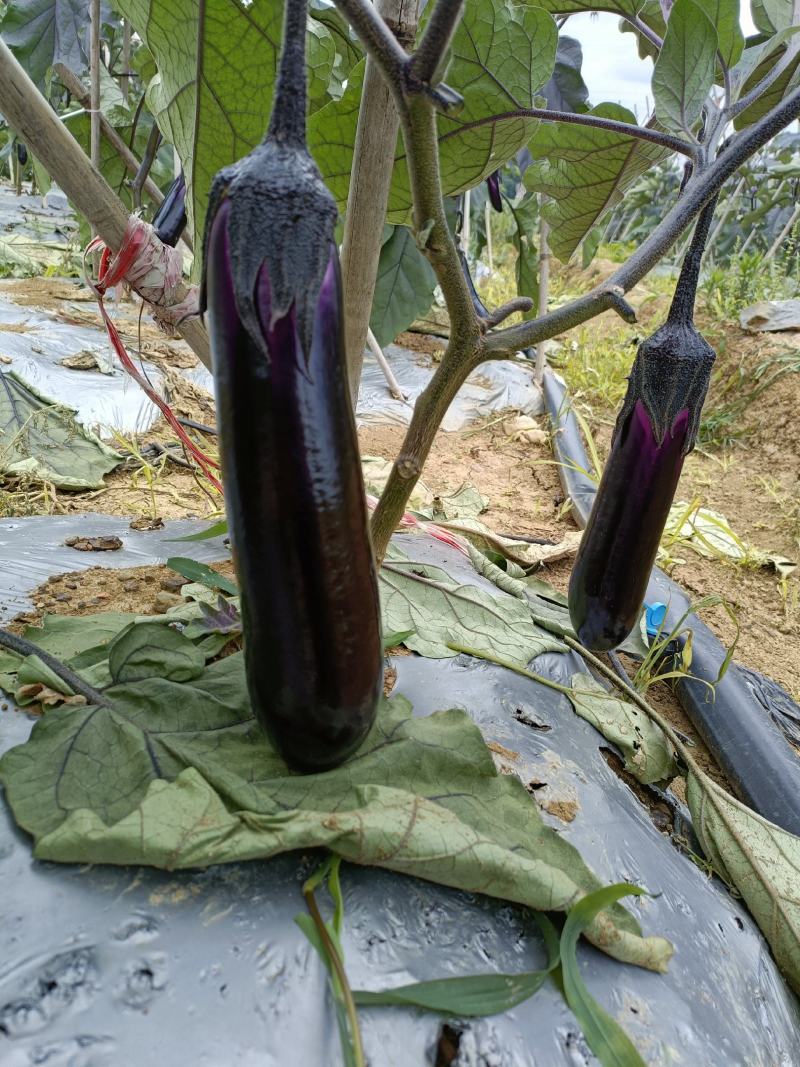 烧烤茄