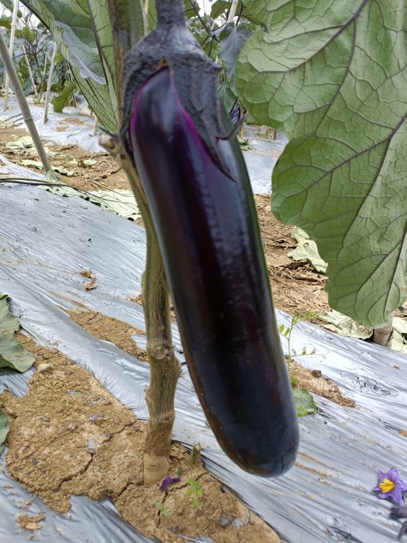 烧烤茄