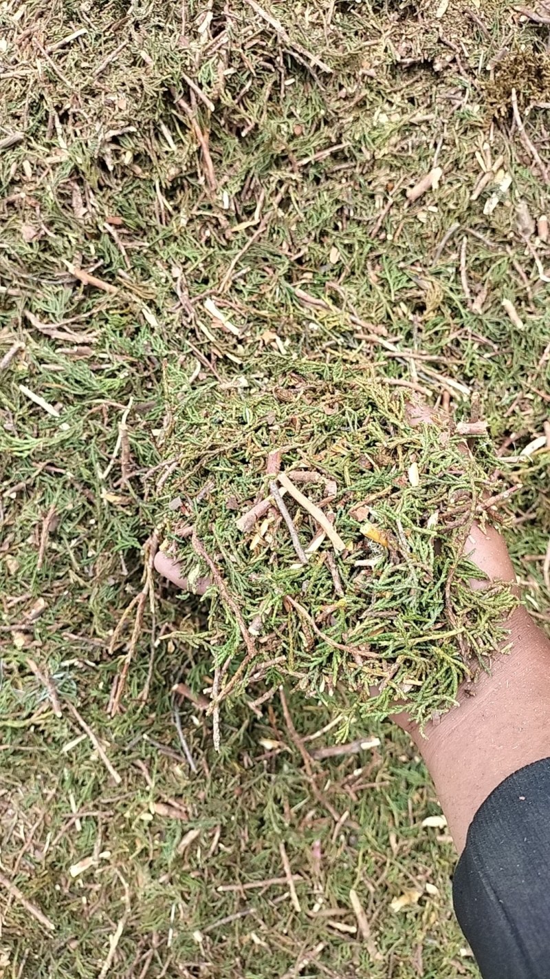 柏香叶