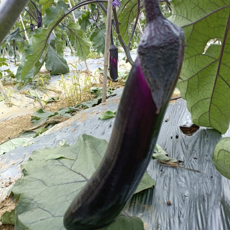 烧烤茄