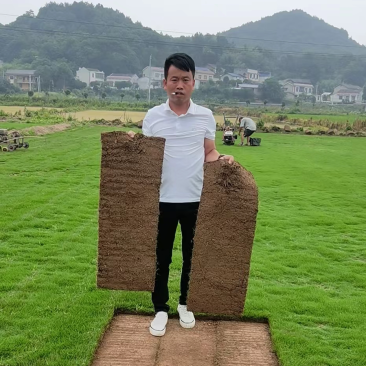 【精品】湖南马尼拉草坪/四季青草/常年供应/量大从优！！