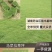 【推荐】马尼拉草坪/四季青草成活率高/品质保证欢迎来电！