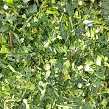 甜玉米青贮，应季新货，无水，无霉，甜绿