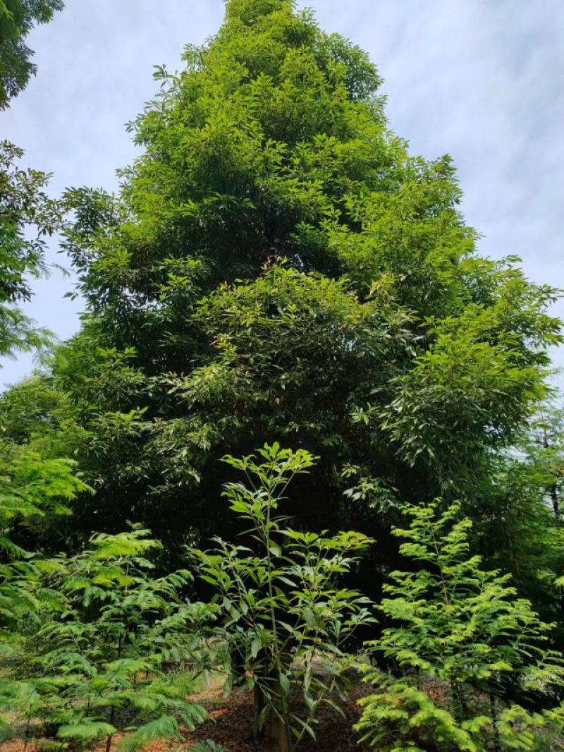 桢楠
