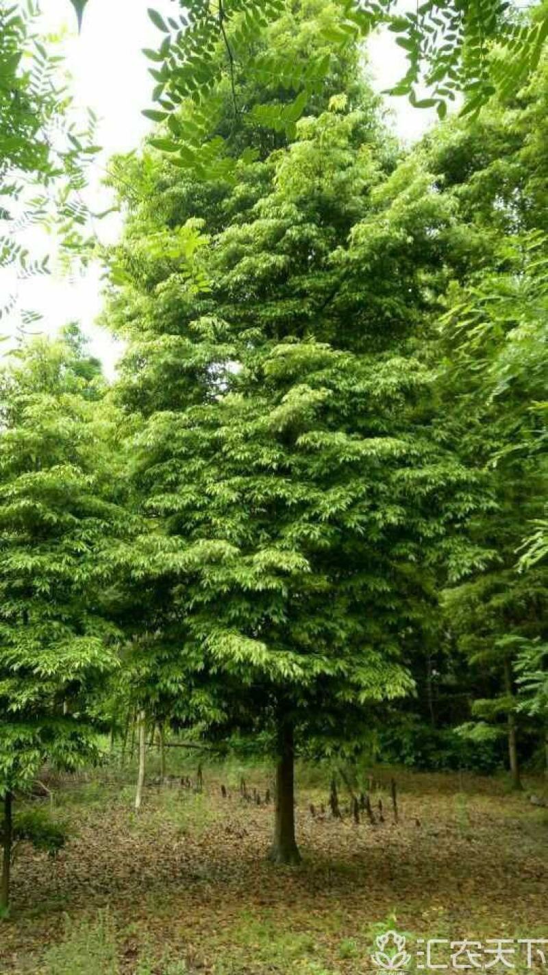 桢楠