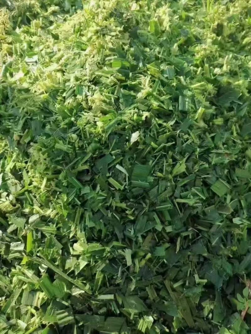 甜玉米青贮，应季新货，无水，无霉，甜绿