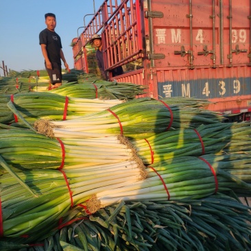 大葱（铁杆大葱)产地直发河南焦作产区直发