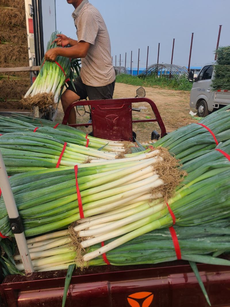 大葱（铁杆大葱)产地直发河南焦作产区直发