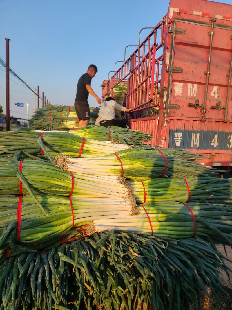大葱（铁杆大葱)产地直发河南焦作产区直发
