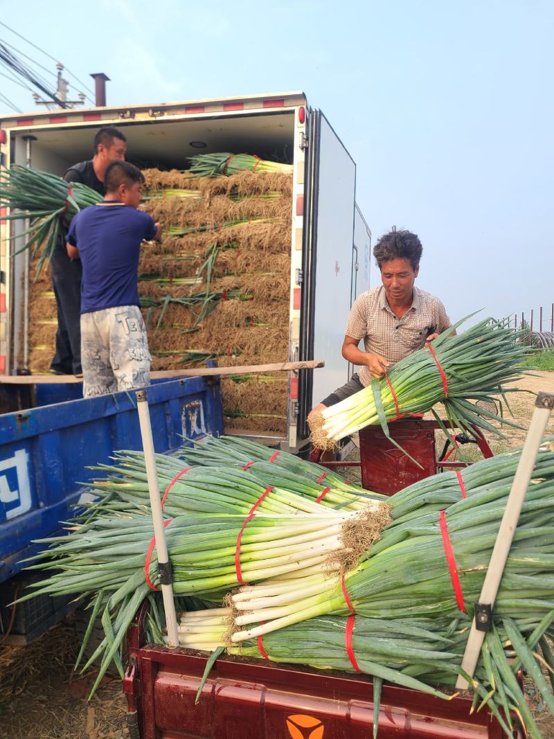 大葱（铁杆大葱)产地直发河南焦作产区直发