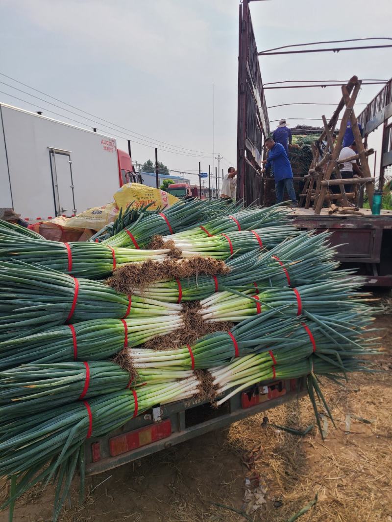 大葱（铁杆大葱)产地直发河南焦作产区直发
