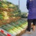 大葱（铁杆大葱)产地直发河南焦作产区直发