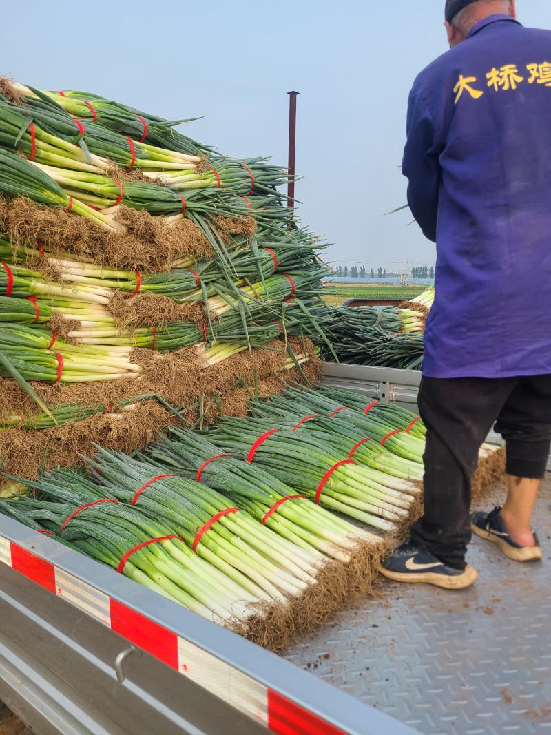 大葱（铁杆大葱)产地直发河南焦作产区直发
