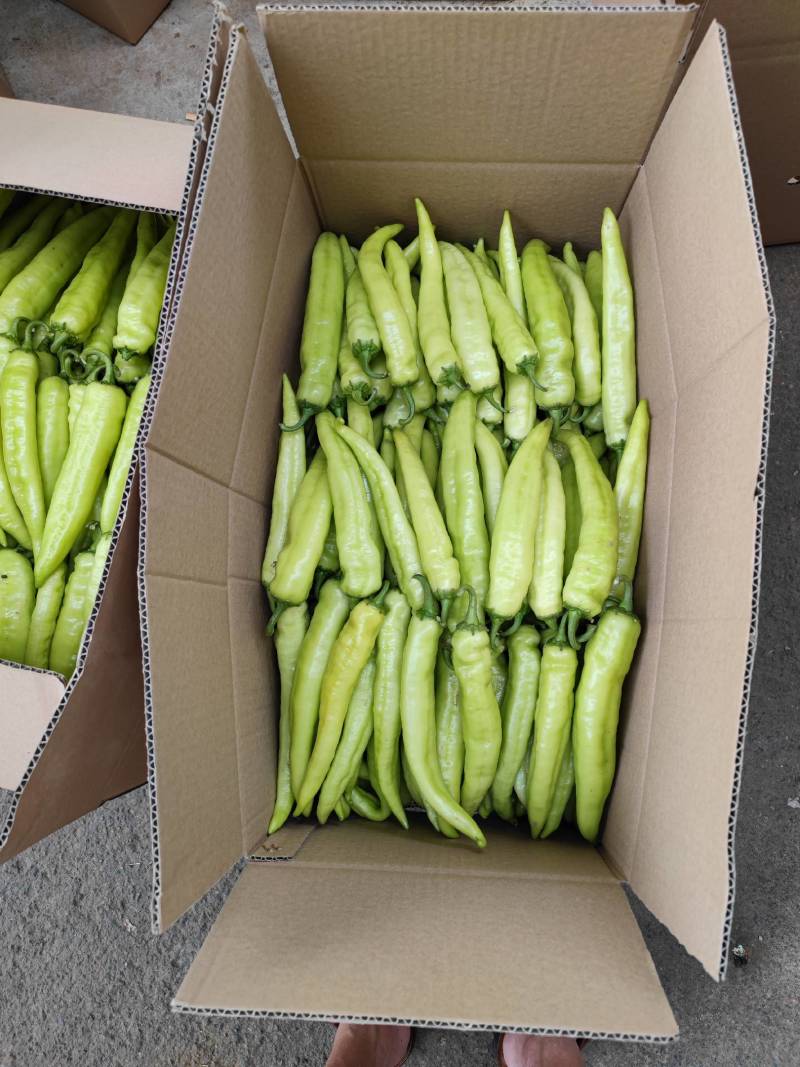 青黄皮尖椒大量上市，产地代收代发可视频看货，诚信经营