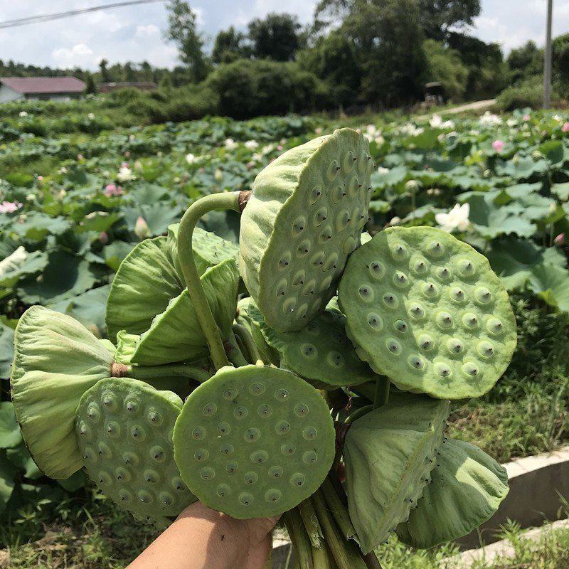 新鲜精品莲蓬