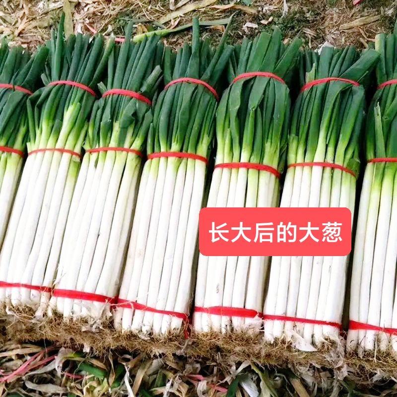 精品铁杆大葱苗钢葱小香葱潍坊葱苗基地直发