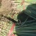 【优质】铁杆葱苗精品钢葱苗基地直发欢迎联
