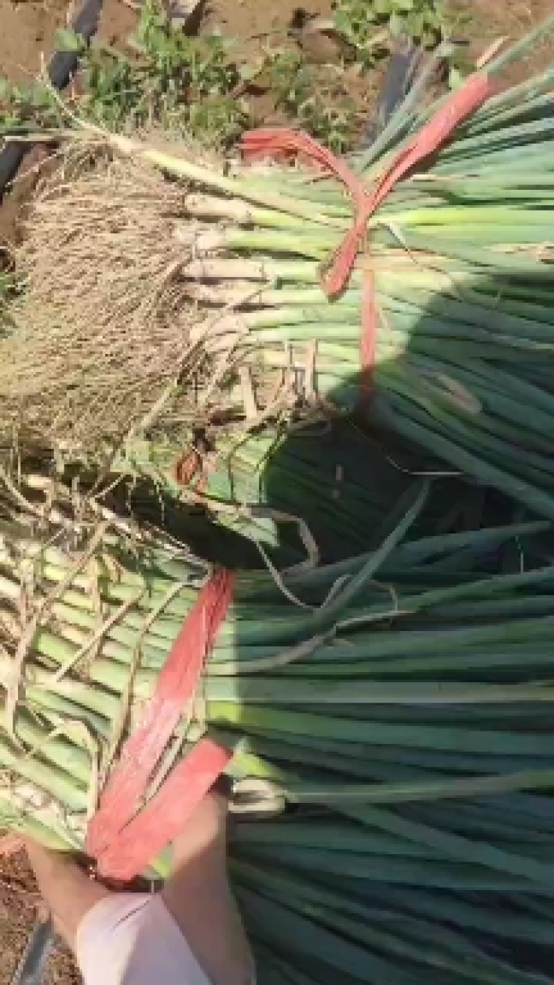 【优质】铁杆葱苗精品钢葱苗基地直发欢迎联