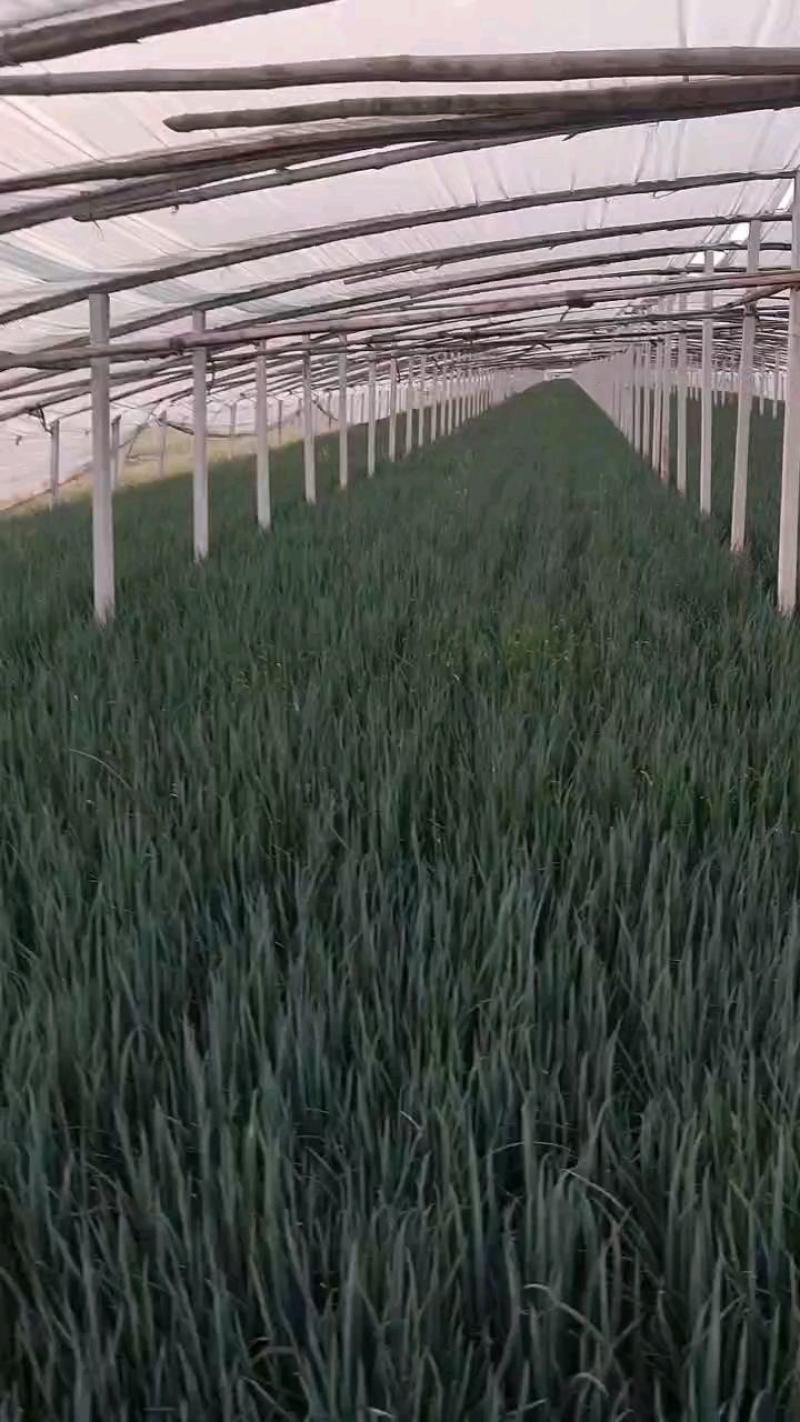 【优质】铁杆葱苗精品钢葱苗基地直发欢迎联