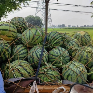 开封头茬美都西瓜大量上市，生瓜包赔，熟度9成，保质保量