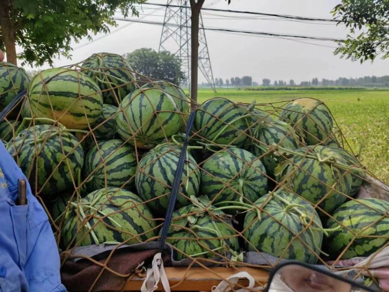 开封头茬美都西瓜大量上市，生瓜包赔，熟度9成，保质保量