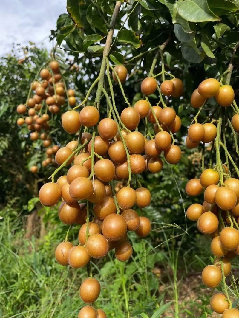 鸡心黄皮果当季新鲜无核黄皮香蜜黑黄皮产地直供现摘现发