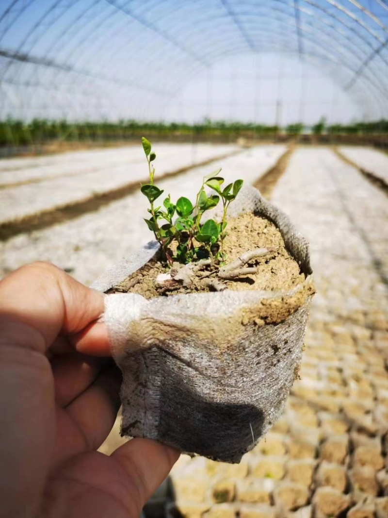 无纺布育苗袋加厚种植袋果蔬种植袋营养钵植树袋厂家苗莆