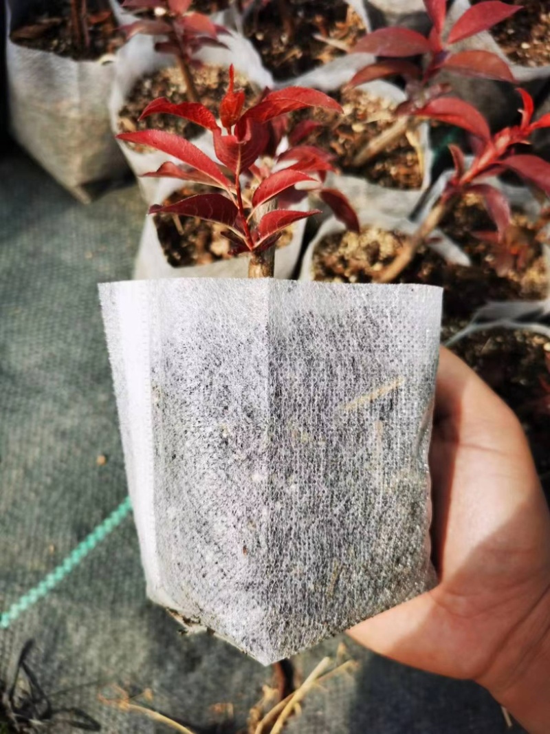 无纺布育苗袋加厚种植袋果蔬种植袋营养钵植树袋厂家苗莆