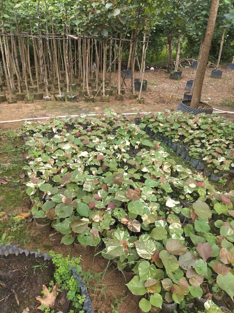 花叶黄槿种苗出售