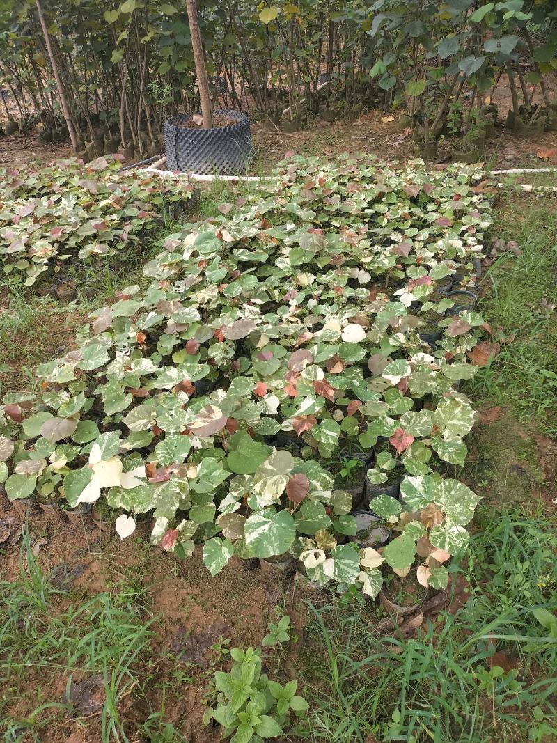 花叶黄槿种苗出售