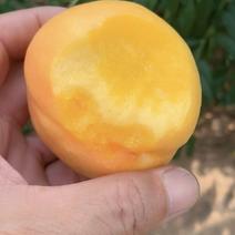 万寿红黄油桃大量上市，产地货源充足。