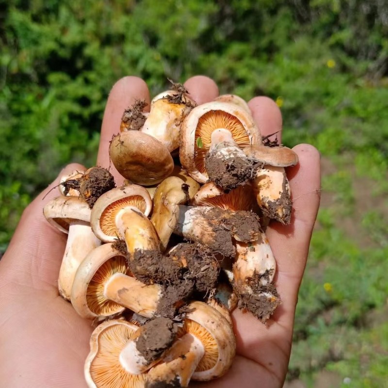 松树菌