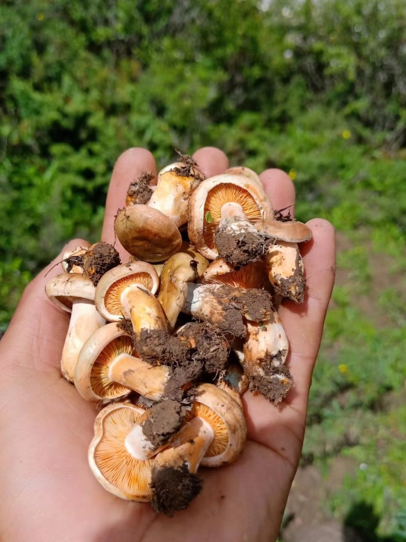 松树菌